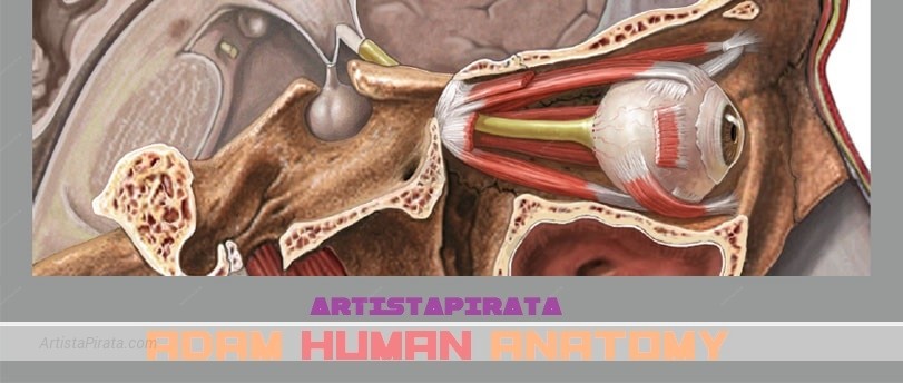 ADAM - Anatomía Interactiva humanos anatomia humana para estudiantes gratis
