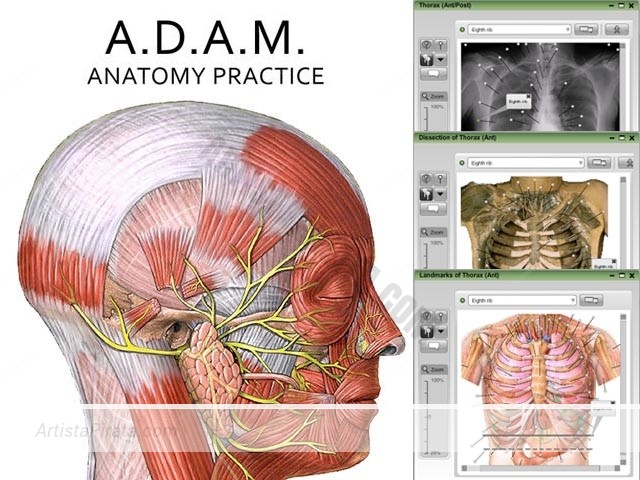 ADAM - Anatomia Interactiva humanos anatomia humana para estudiantes gratis